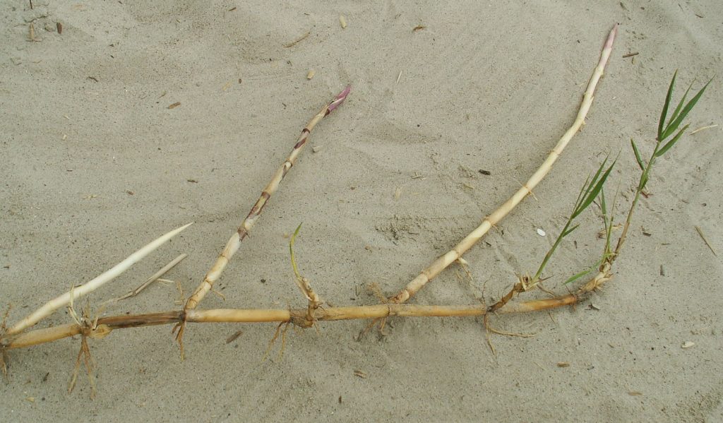 Planta rizomatosa