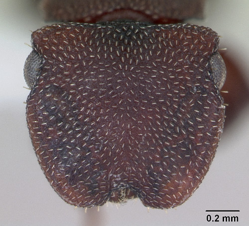 Cephalotes pallidoides4.jpg