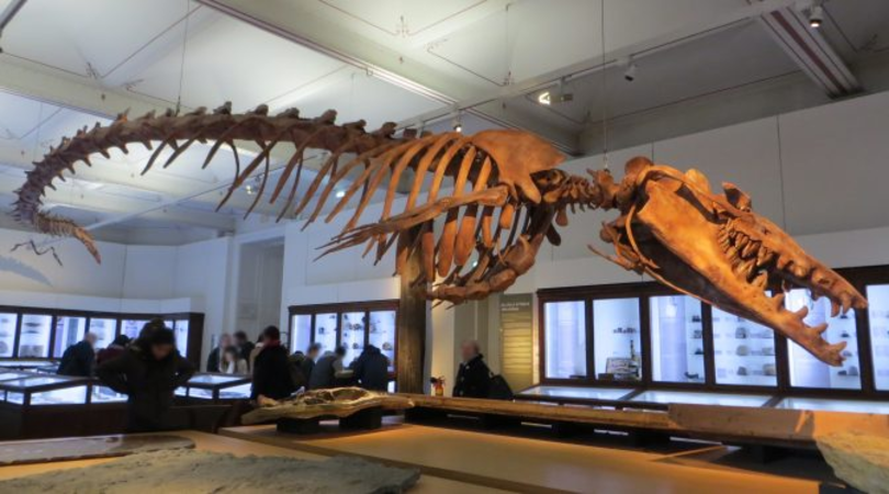Jogo selecionado Museu dos Dinossauros O gênero escolhido mais